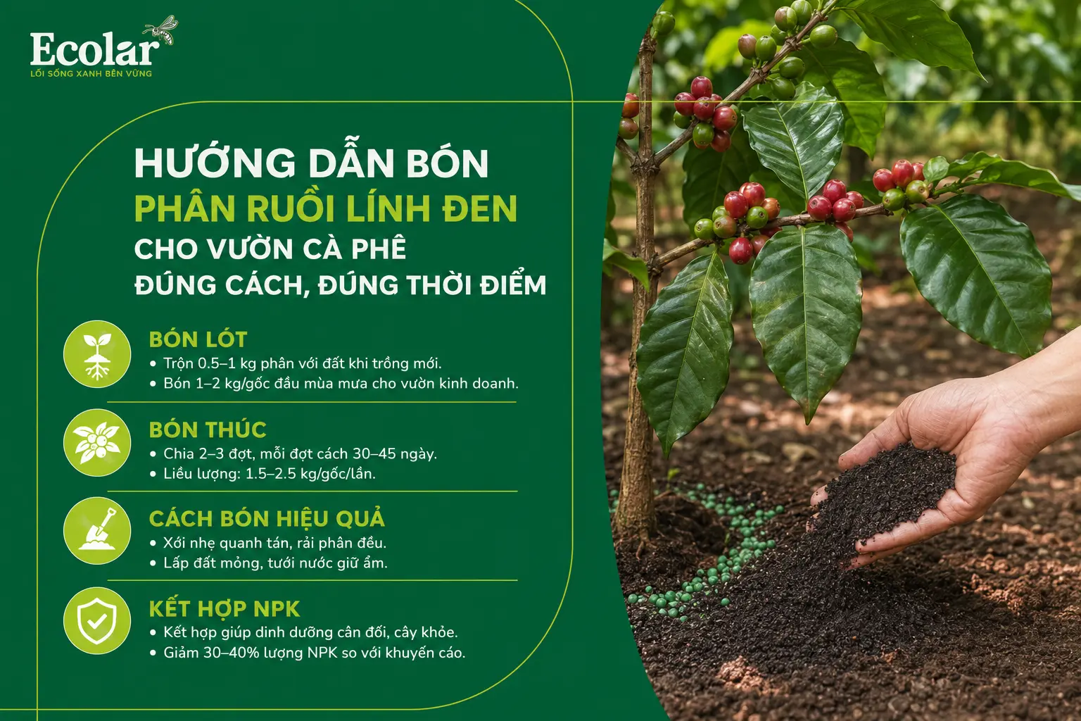 -vuon-ca-phe-dung-cach-dung-thoi-diem_20ff8ad97da2449ab991a6113bc94171.webp
