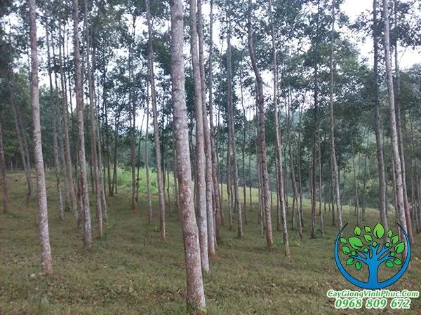 vuon cay gu huong _result.jpg