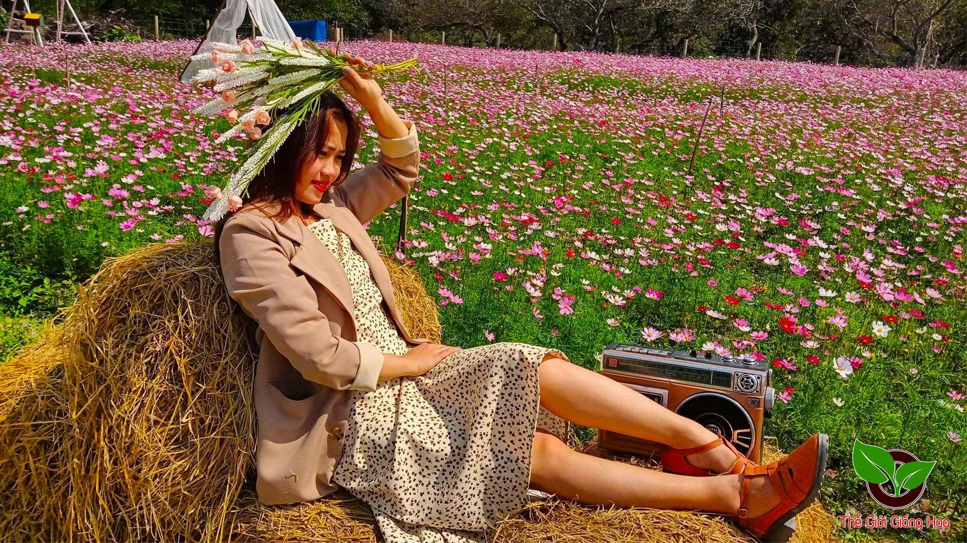 VUON SAO NHAI 11.webp