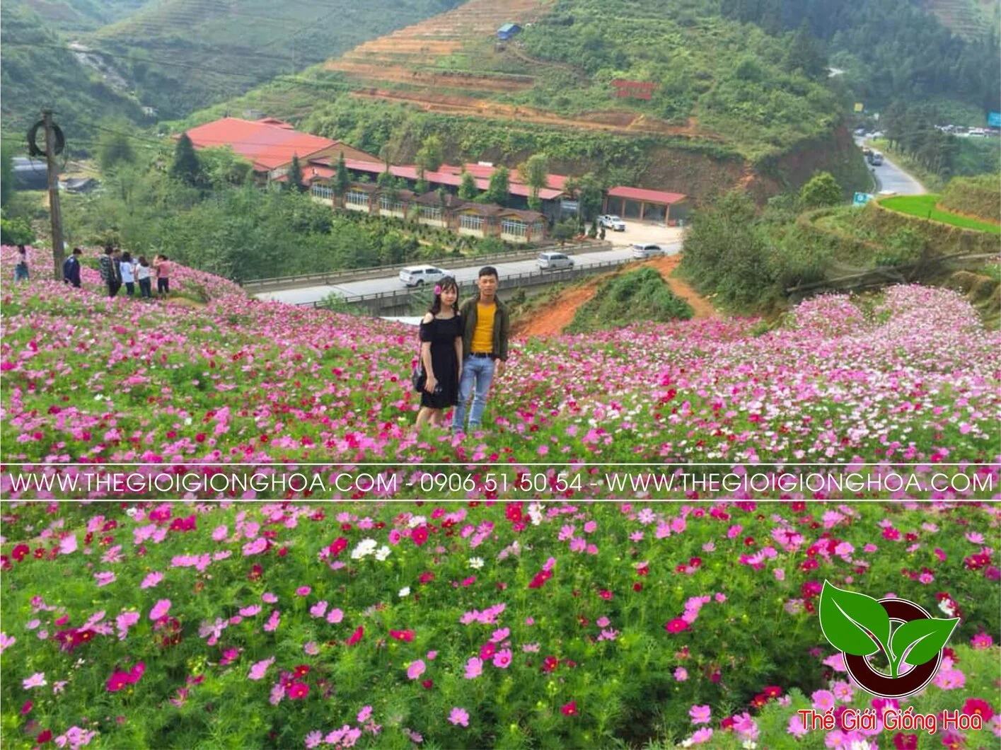 VUON SAO NHAI 13.webp