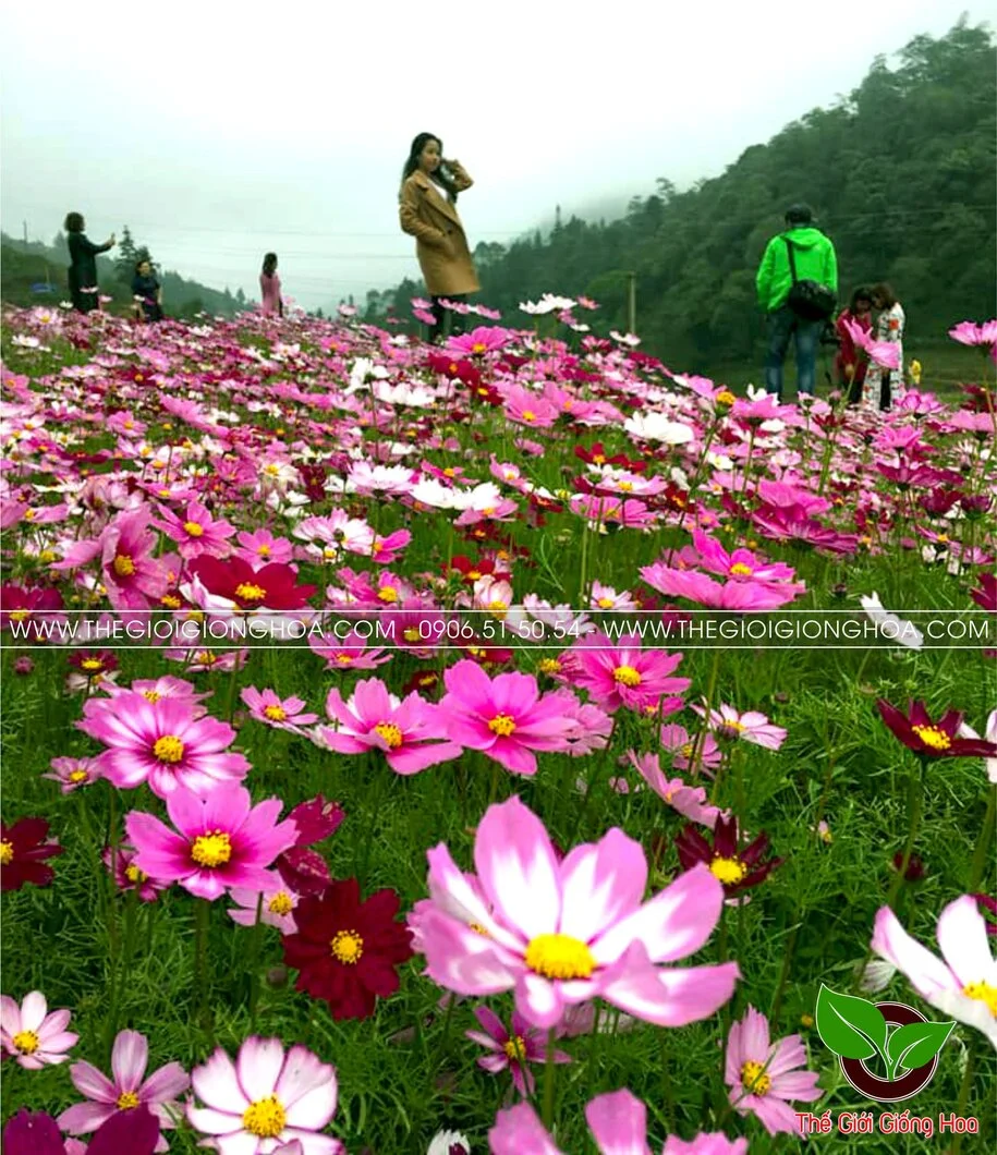 VUON SAO NHAI 14.webp