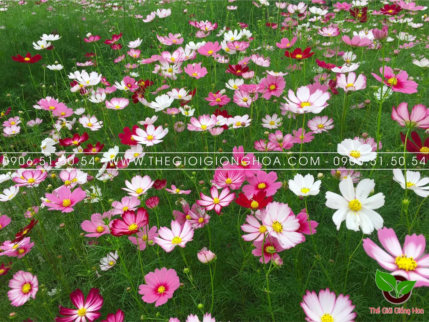 VUON SAO NHAI 15.webp