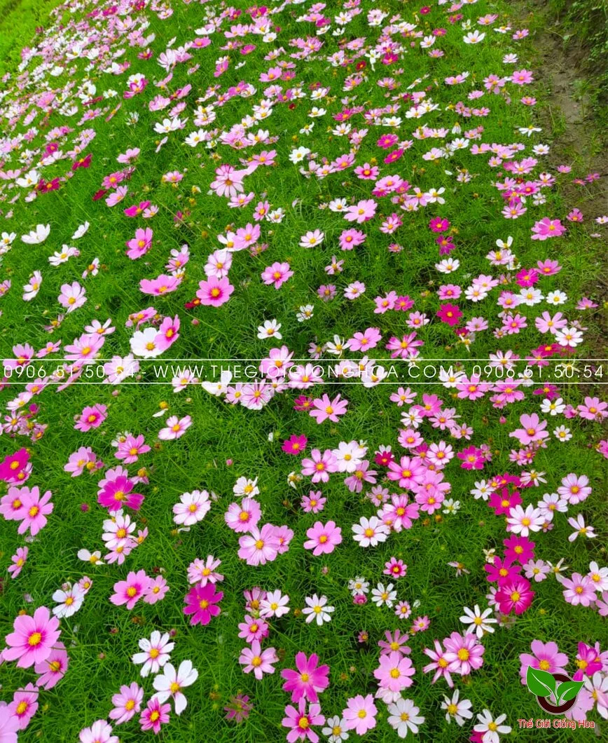 VUON SAO NHAI 16.webp