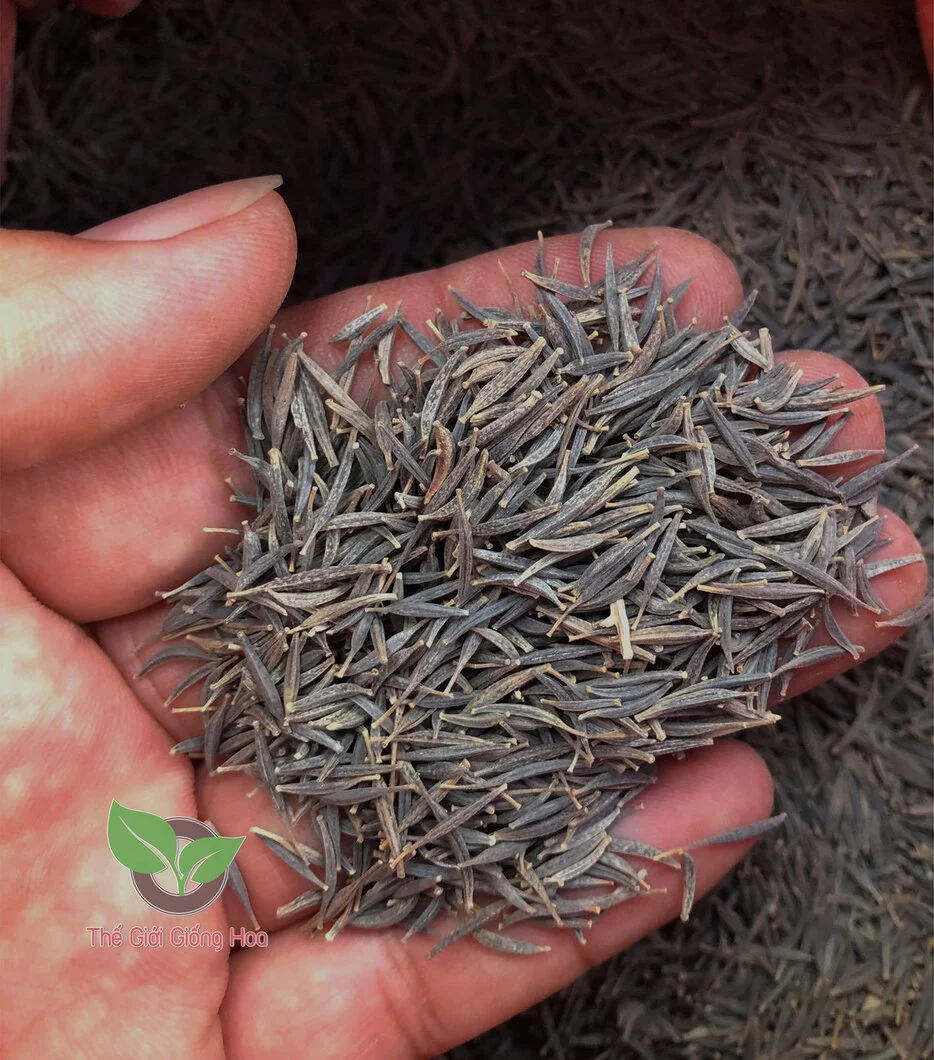 VUON SAO NHAI 18.webp