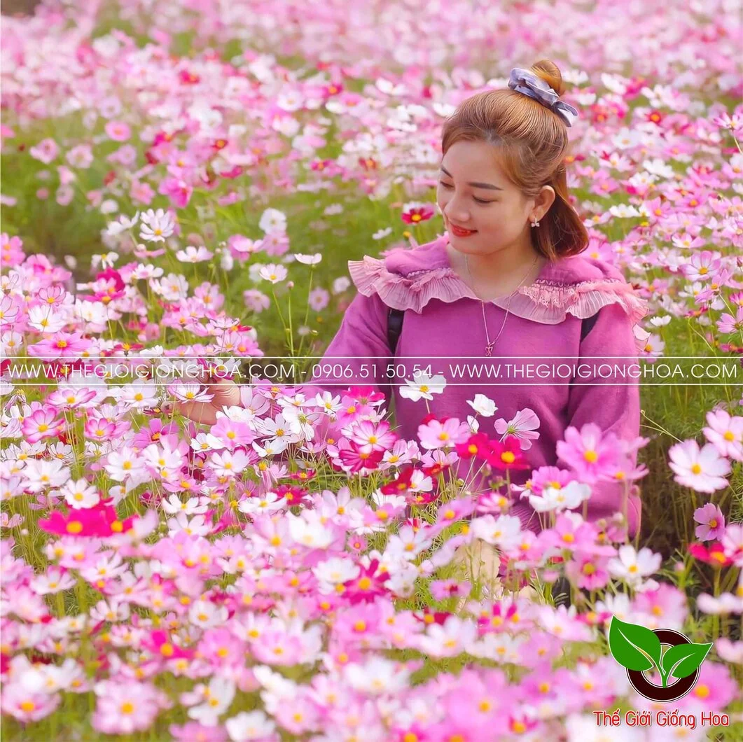 VUON SAO NHAI 7.webp