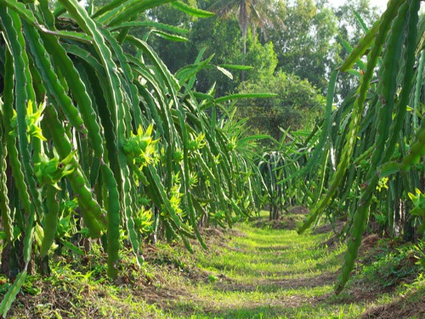 Giống Thanh Long Vỏ Xanh Ruột Đỏ