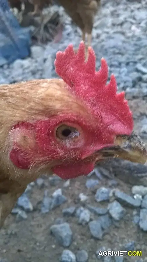 gà bị đau mắt mọi người giúp với.