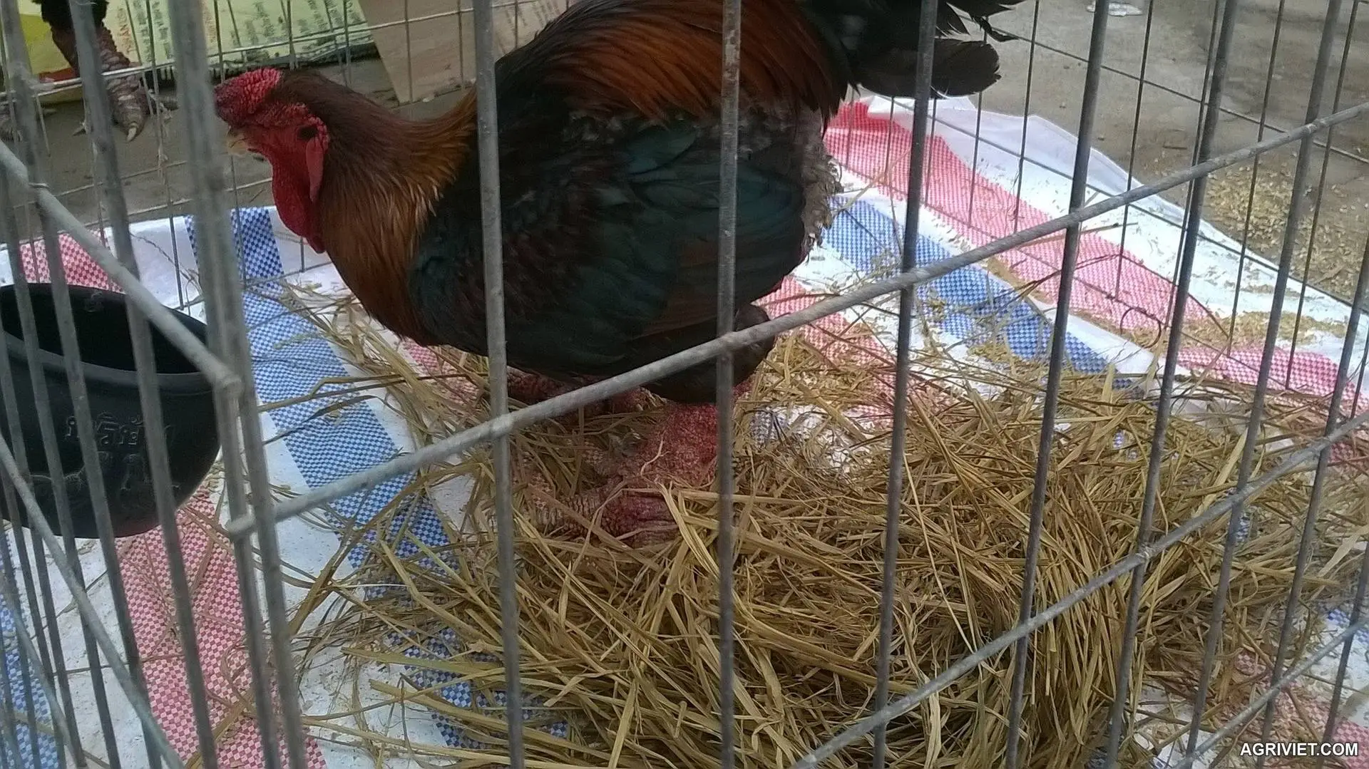 Hội thi gà đông tảo.Công thức ăn chăn nuôi Thành Long Hân Hạnh đồng hành cùng hội thi.