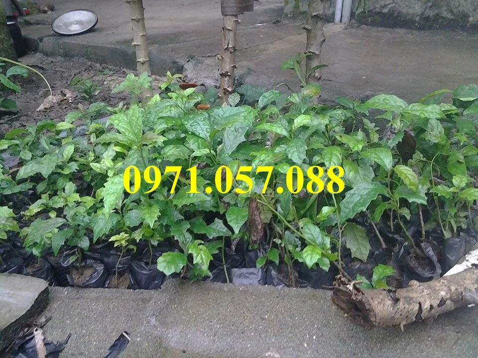 Xạ đen11_result.webp