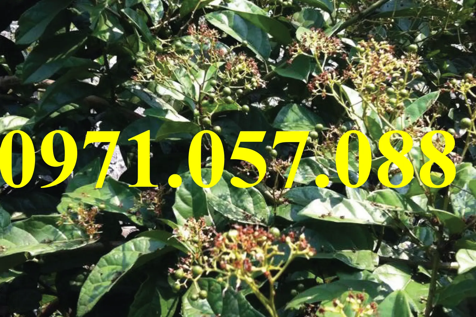 Xạ đen1_result.webp