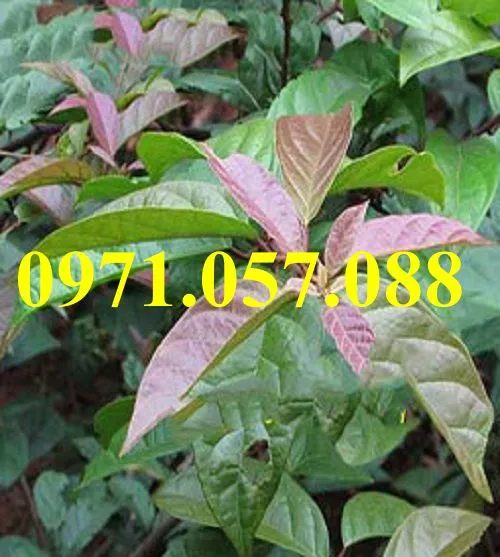 Xạ đen4_result.webp