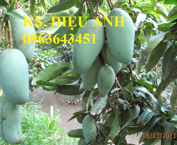 xoài đài loan(1).webp