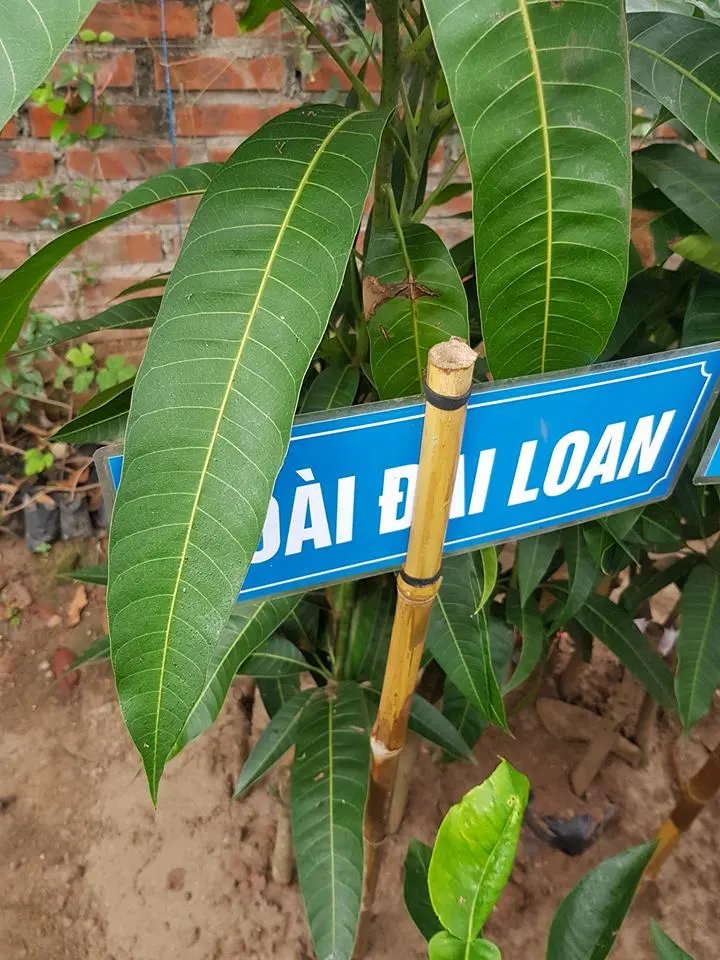xoài đài loan.webp