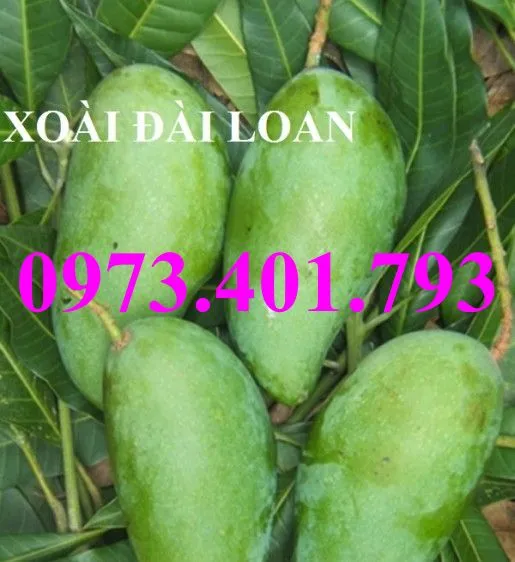 xoai dai loan23_result.webp