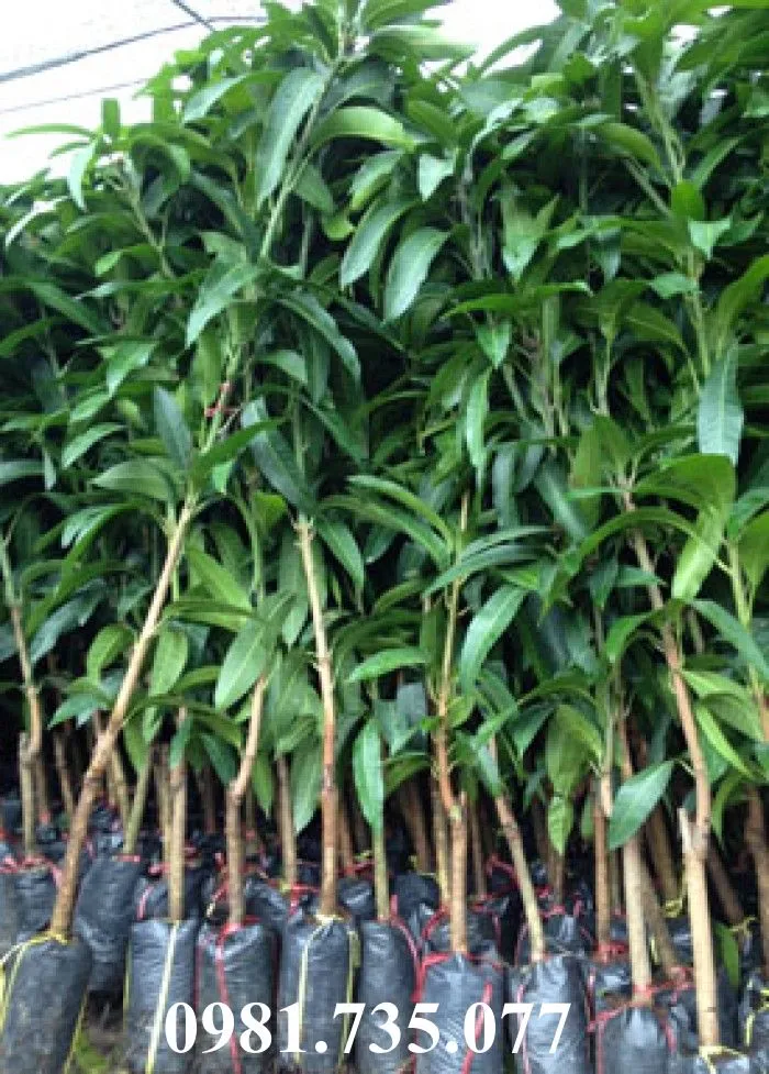 xoài dai loan_result.webp