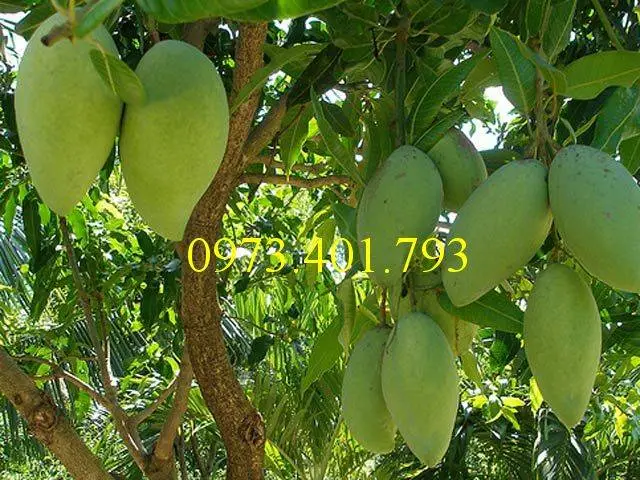 xoài thái1_result.webp