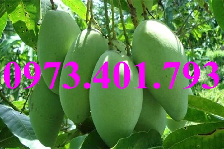 xoai thái2_result.webp