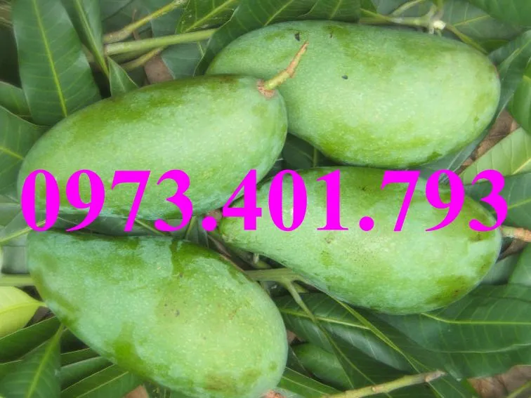 xoai thái4_result.webp