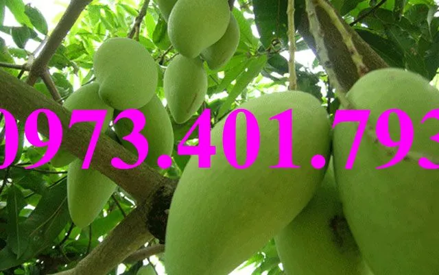 xoai thái5_result.webp