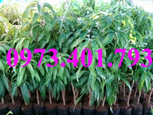 xoai thái6_result.webp