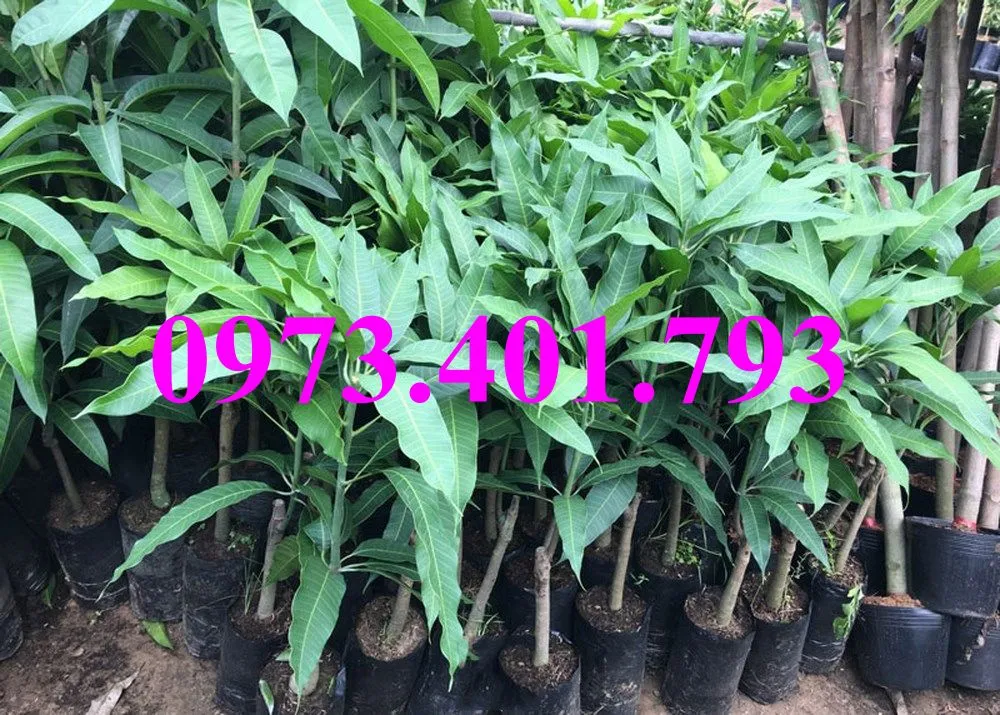 xoai thái7_result.webp