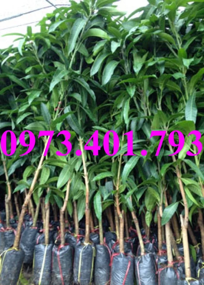 xoai thái9_result.webp