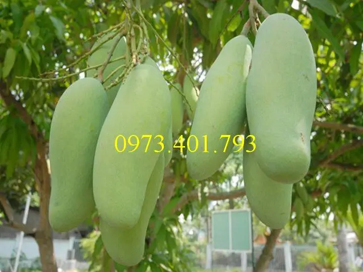 xoài thái_result.webp