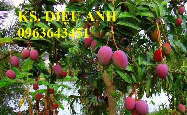 xoai-tim-bam-ban-day-duong-la-xoai-gi---nen-an-khong11467714686.webp