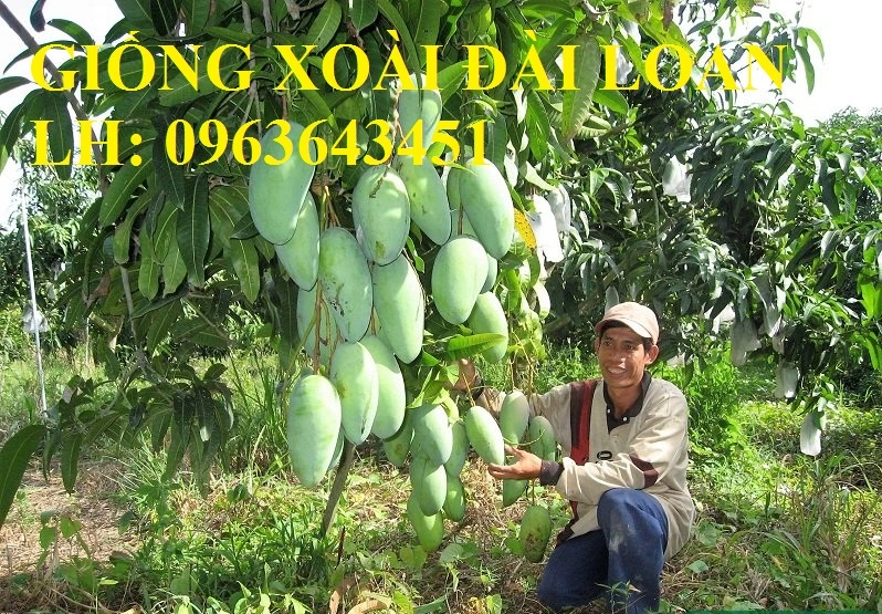 xoai_dai_loan_nang_suat_cao.webp