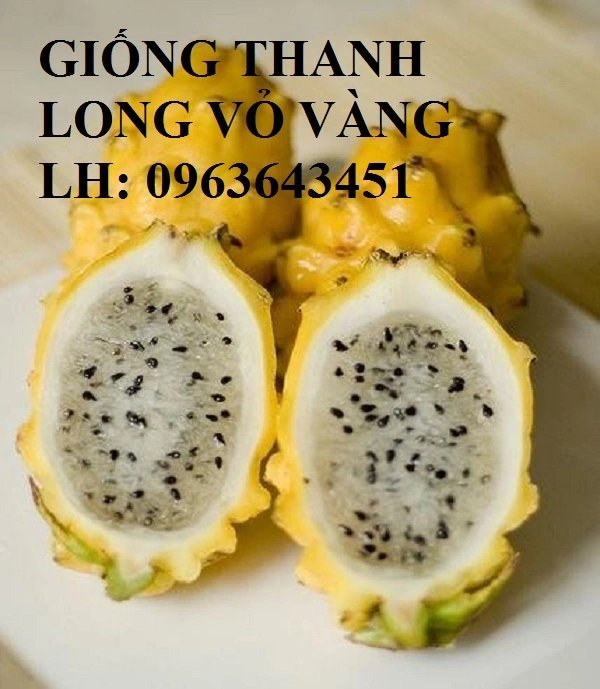 Yellow-Dragon-Fruit-Piyahaya-.webp