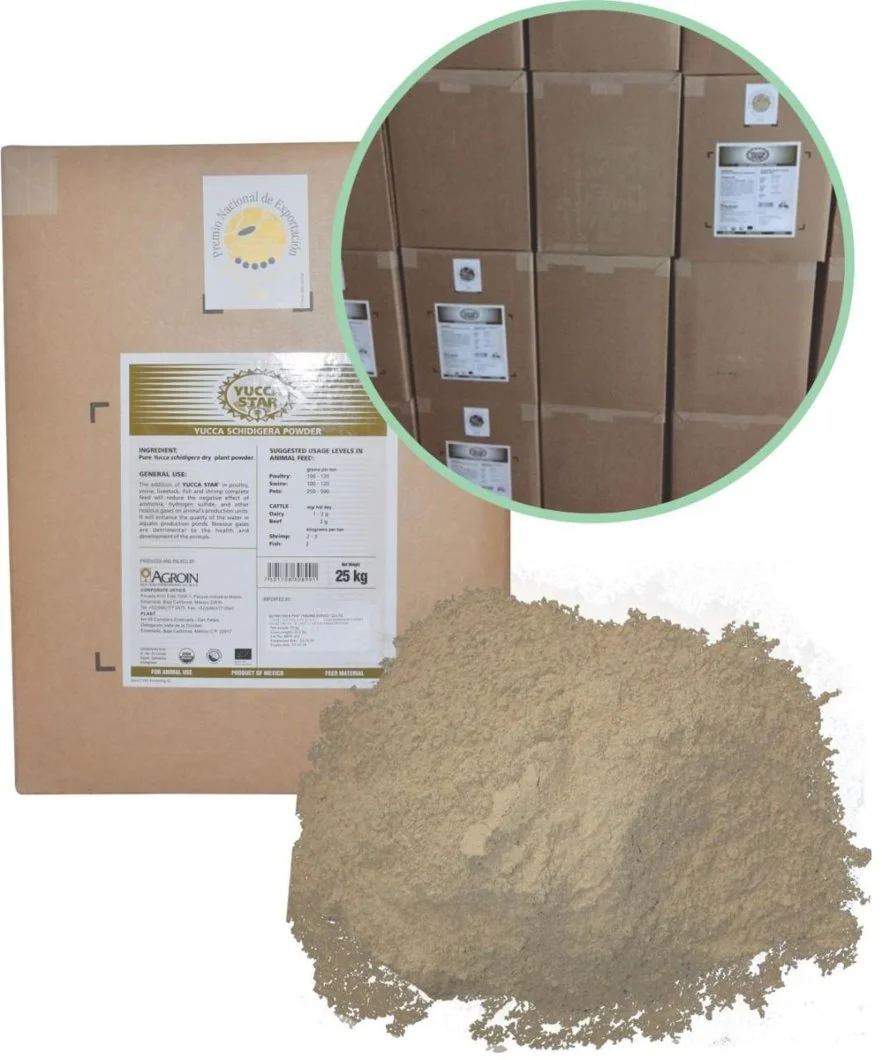 Yucca bột Mexi.webp