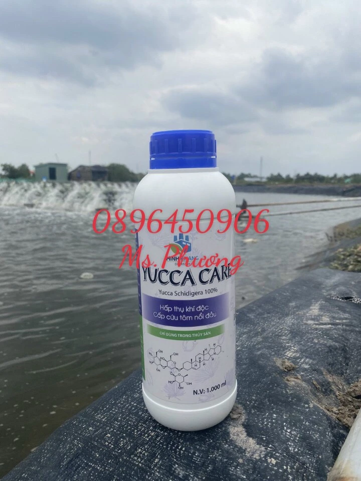 yucca care 4.webp