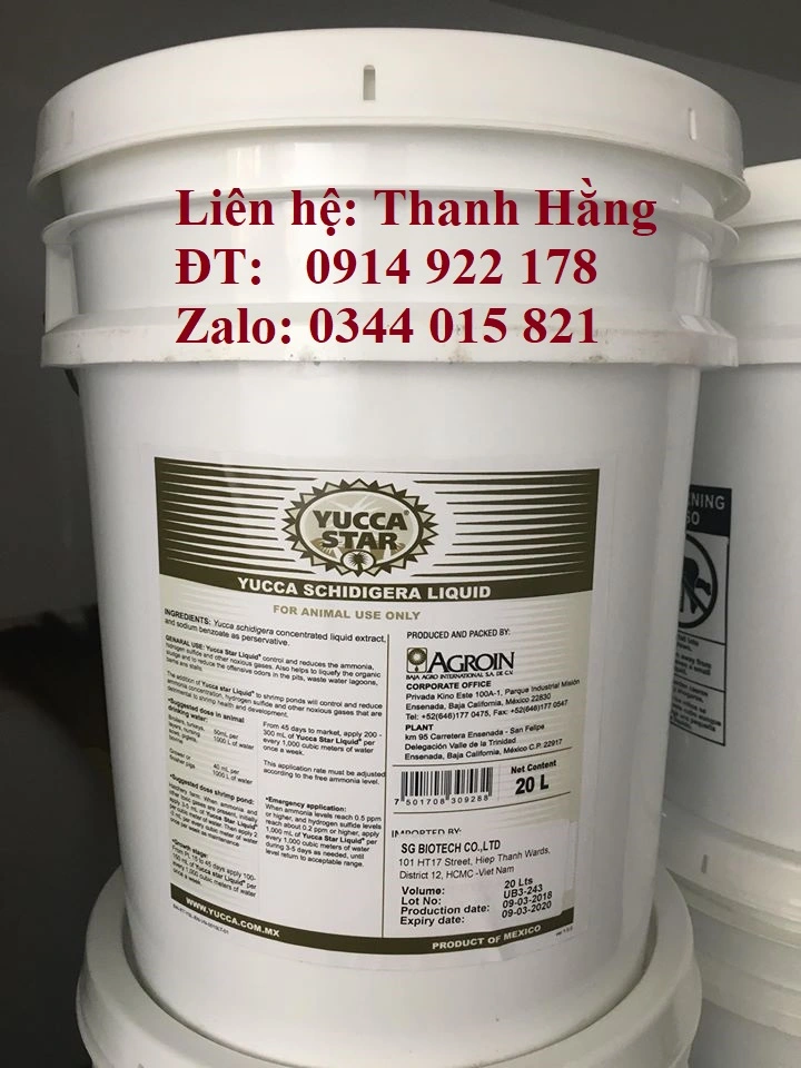 ^^^^^^^^yucca mexico1.webp