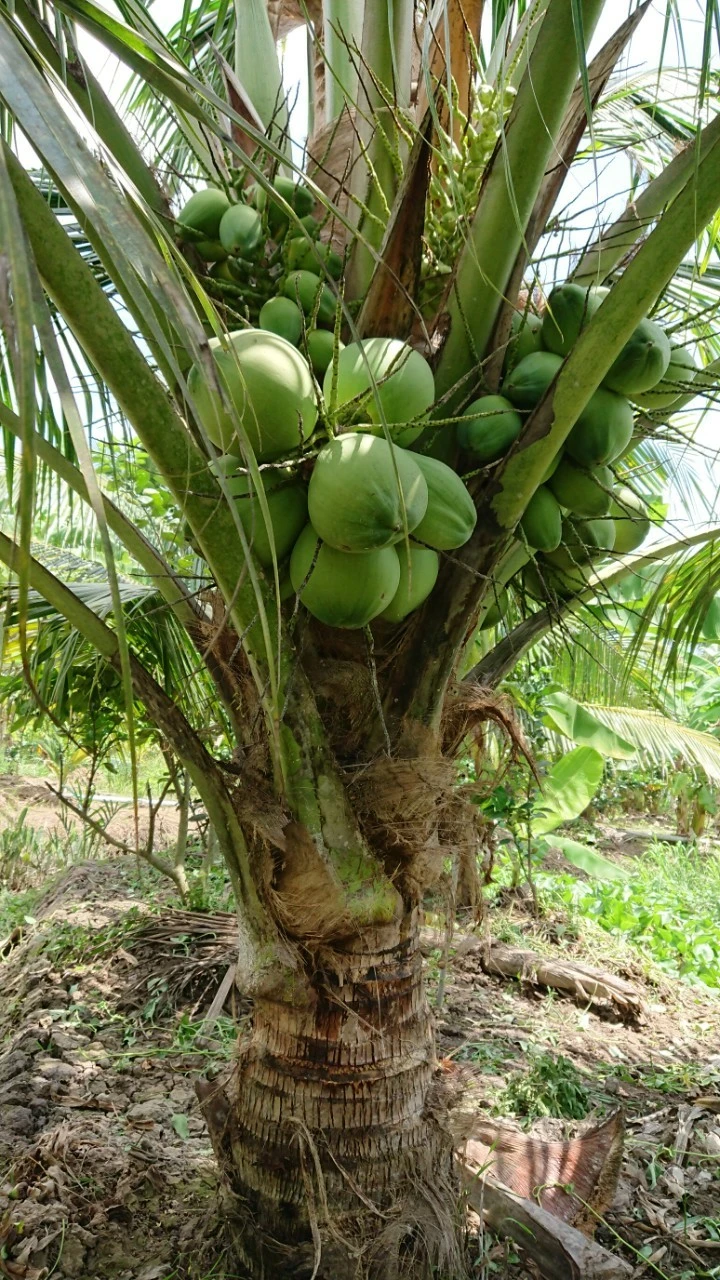 Để Vườn Dừa Xiêm Xanh cho năng suất cao nhất ????