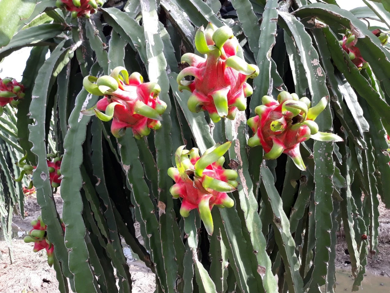 Chia sẽ Kinh nghiệm xử lý  trái Thanh long Lên màu đẹp