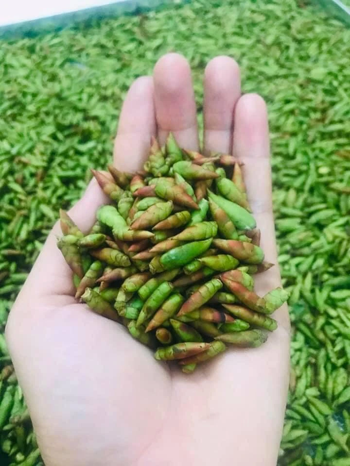 Trà san tuyết cổ thụ hà giang