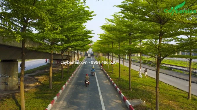 Mua Bán Cây Bàng Đài Loan trồng công trình
