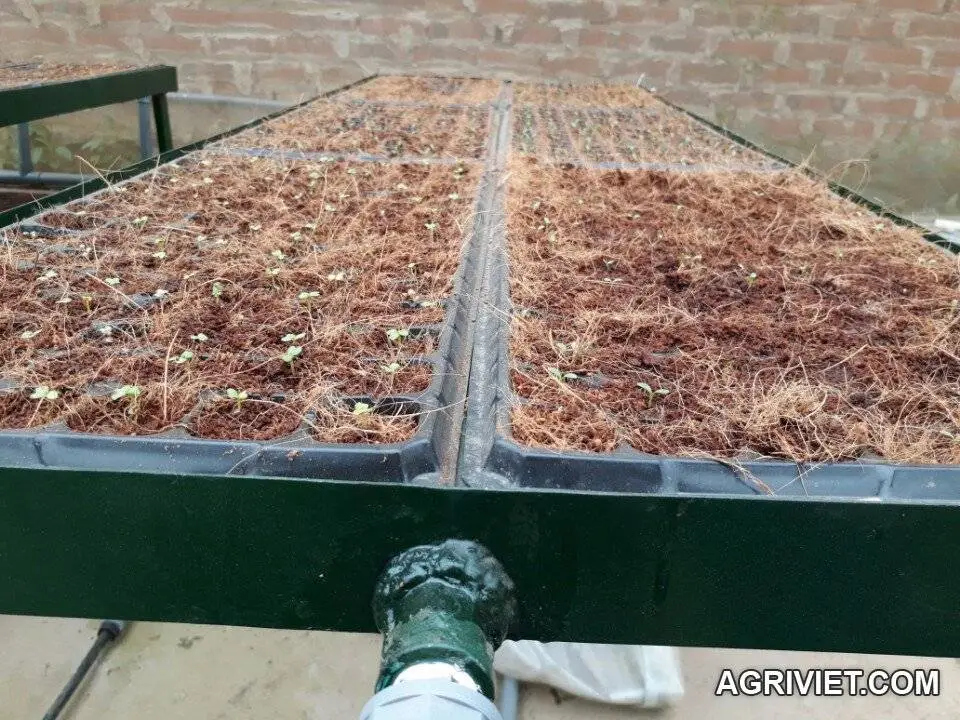 Máy gieo hạt khay 72 và 105 lỗ