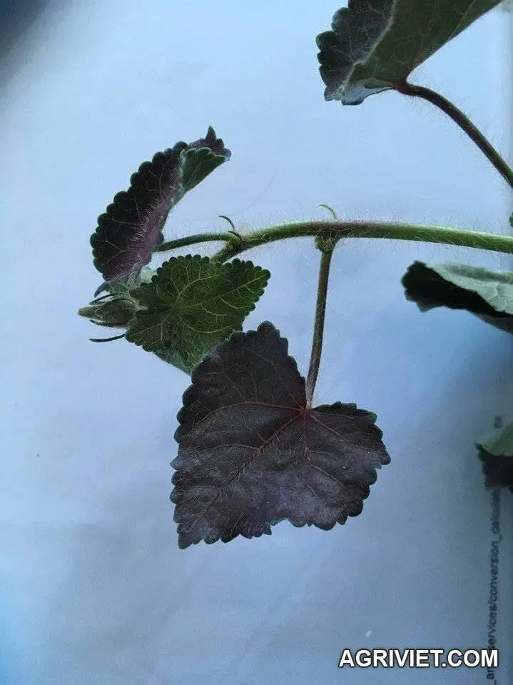 Có phải sâm không?