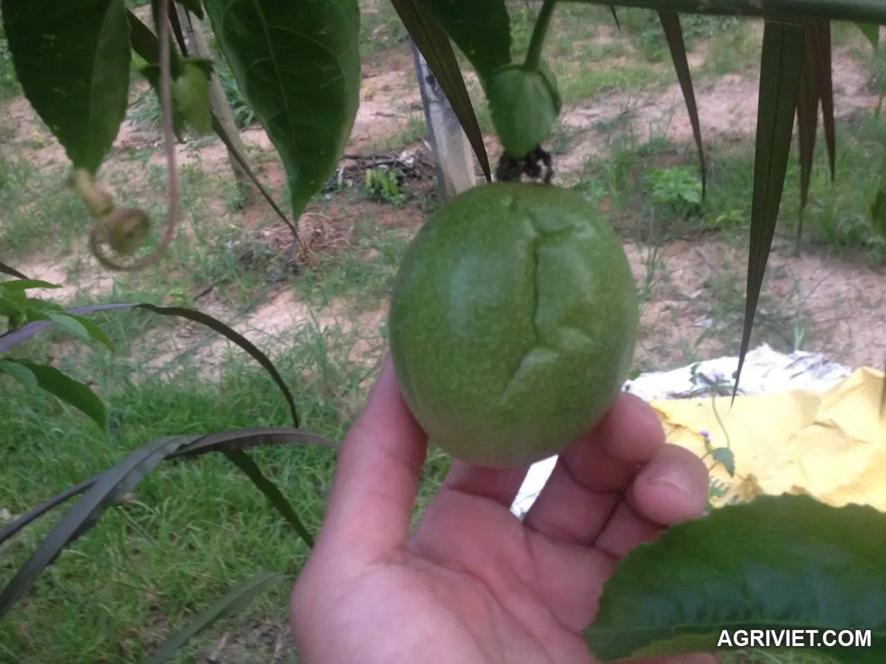 Bệnh óp quả ở tranh leo