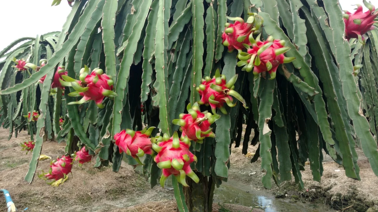 Tại sao thanh long của bạn không cho năng suất cao???