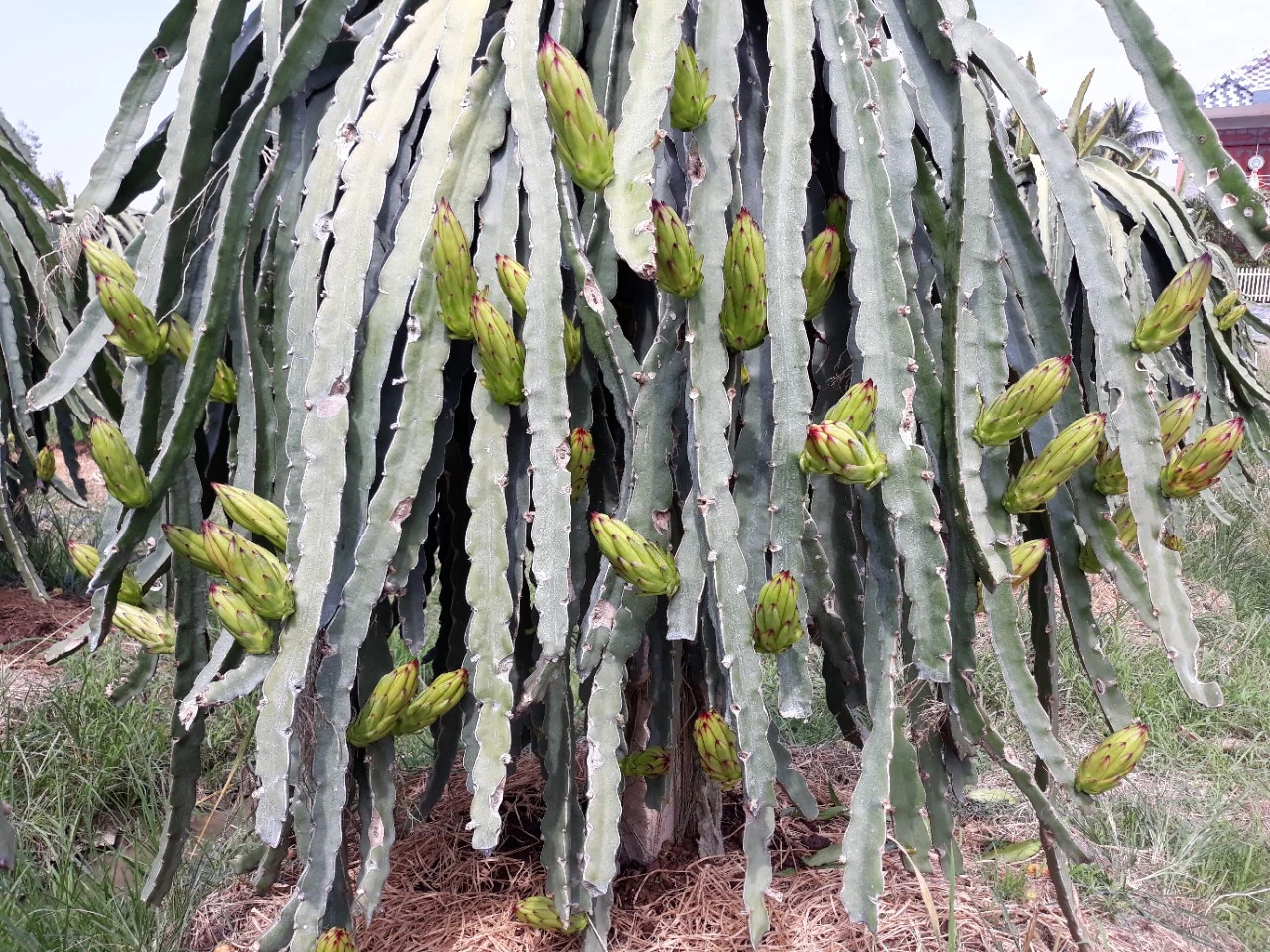Chia sẽ kinh nghiệm Chong đèn Thanh long Ruột đỏ