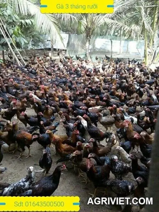 gà con nuôi thịt.bến tre