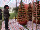 images1341916_2017_01_18_cay_tet___thanh_long___ngam_cay.webp