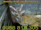 .0Giá nhung hươu, giá hươu giống, giá nai giống (24).webp