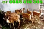 giá hươu giống, hươu giống, nai giống, kỹ thuật chăn nuôi hươu, (1).webp