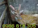 Giá nhung hươu, giá hươu giống, giá nai giống (23).webp