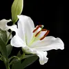 white-lily.webp