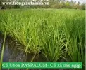 Paspalum.webp