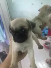 pug 2.webp